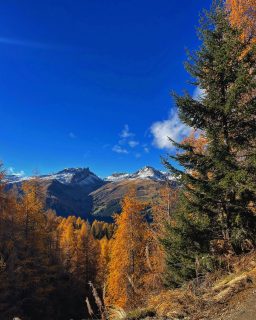 The colors on our way to Rinerhorn in Davos were simply stunning. Autumn in Graubünden is a fairytale! #ineedswitzerland #myswitzerland #rinerhorn #autumn #myswitzerland #autumncolors #davos #davosklosters #schweiz #graubünden #grison #switzerland