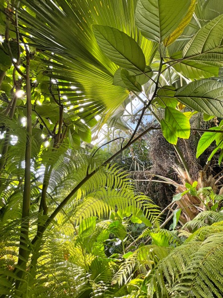 Botanical garden of Bern