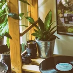 Buying House plants in Switzerlands